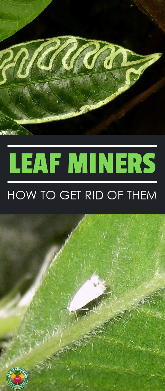 A leaf miner will chew maze-like trails along the leaves of plants, disfiguring them and putting them at risk. I'll show you how to wipe them out!