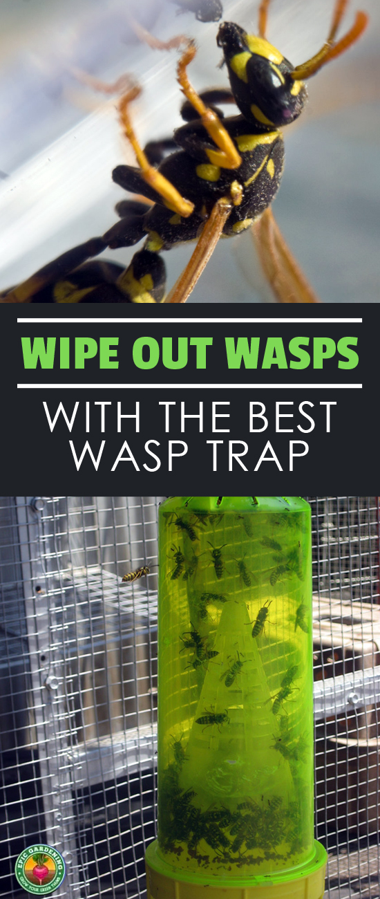 Are you having a war with wasps? If you've got wasp problems, I'll show you how to pick the best wasp trap for your specific situation!