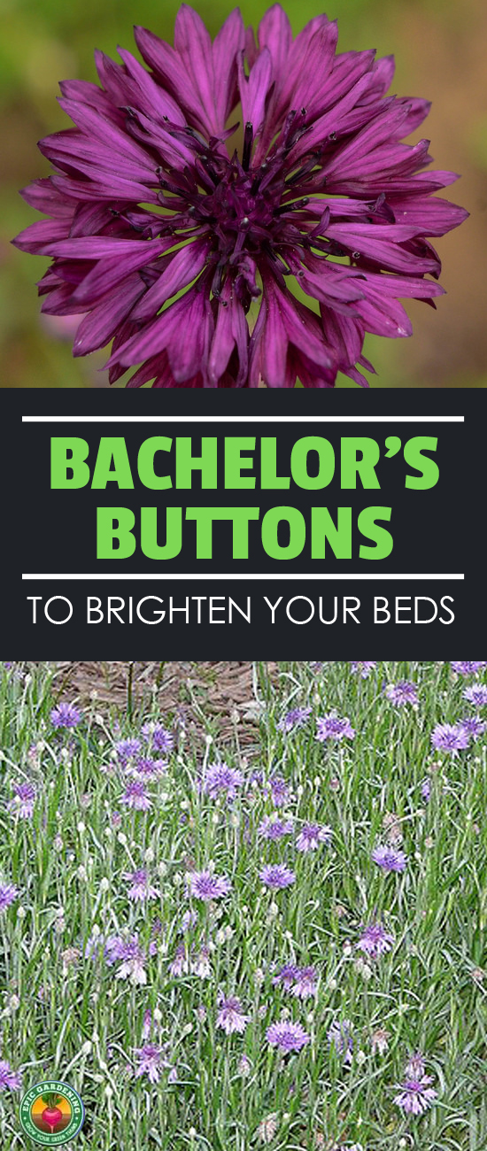 Looking for easy flowers? Bachelor buttons will provide you with a range of shades from cornflower blue to pinks and purples! Our growing guide shows you how!