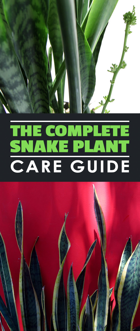 In this snake plant care guide, learn how to grow and troubleshoot the world's easiest houseplant to grow!