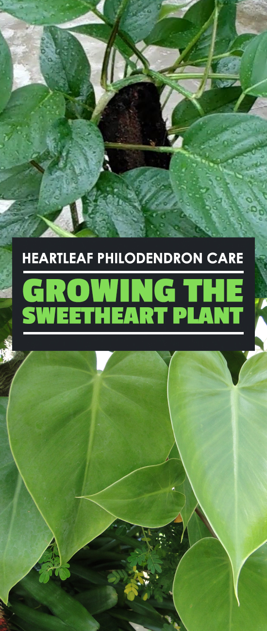 The heartleaf philodendron is one of the most popular philodendrons. It\'s easy to care for and brightens up your home, so learn how to grow it in this guide.
