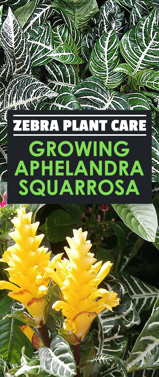 The zebra plant, or Aphelandra squarrosa, is a finicky but absolutely beautiful houseplant. Learn how to care for it in this in-depth plant guide.