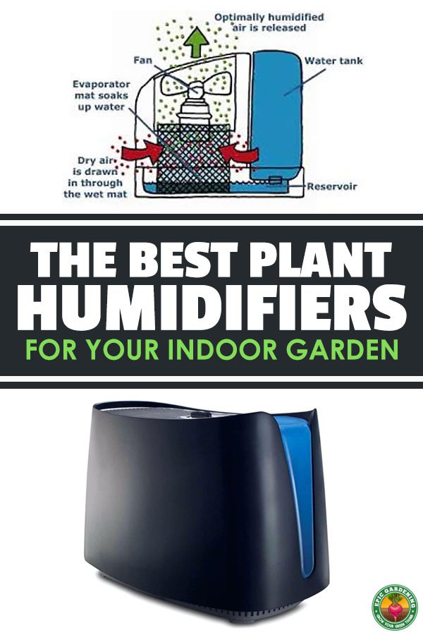 Raising the humidity in your indoor garden can be a chore...unless you use a plant humidifier. Learn how to select the best one and use it in your garden.
