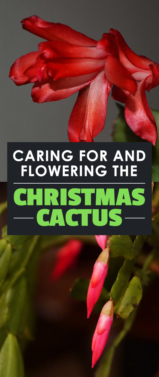 The Schlumbergera, or Christmas cactus is a favorite holiday plant. Here is how to care for your Christmas Cactus and keep it blooming and pretty for years.