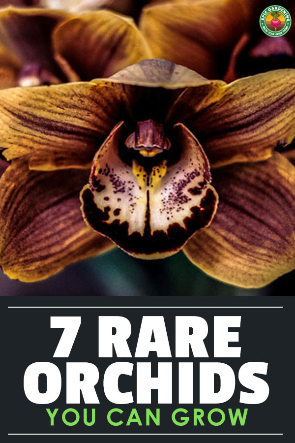 In previous centuries, orchids were a real rarity. Orchid hunters would head off on perilous voyages to tropical areas and bring these delicate flowers back home for wealthy households.