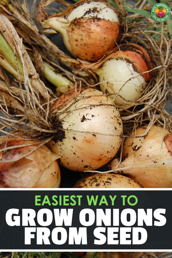 Onions are an essential ingredient found in most kitchens all over the world. That’s why it’s so rewarding if we can grow and harvest our own fresh, healthy onions. They can be planted from onion sets, nursery-grown transplants, or onion seeds.