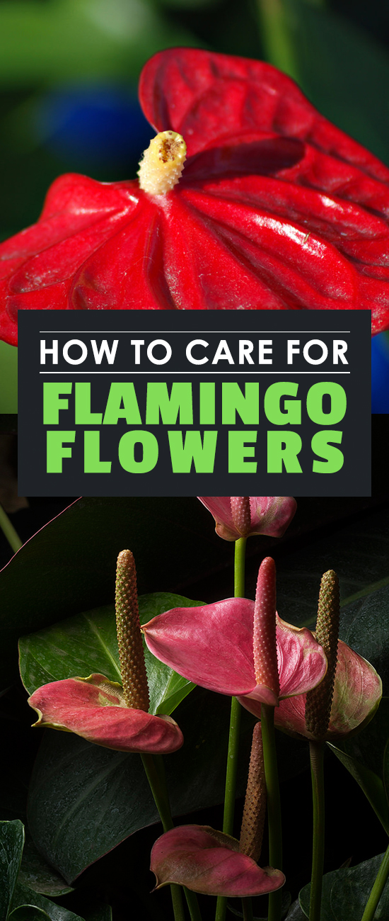 Anthuriums, also known as Flamingo Flowers, are absolutely gorgeous and surprisingly easy to care for. Learn to grow them in this in-depth guide.