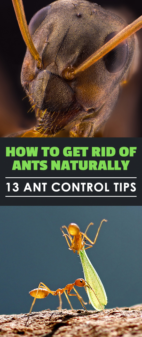 How to Get Rid of Ants Naturally: 13 Ant Control Tips