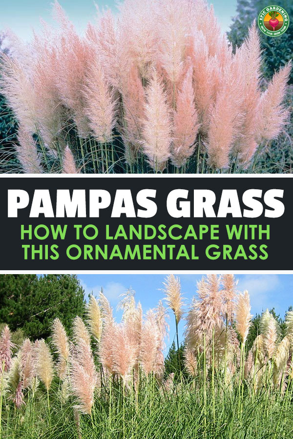 The striking, feathery blooms of pampas grass are prized by floral arrangers and gardeners alike. Learn to care for cortaderia selloana in this in-depth guide.