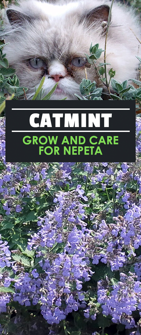 Did you know there are over 250 varieties of catmint? Do you know the difference between catnip and catmint? Learn this and much more in this in-depth guide.