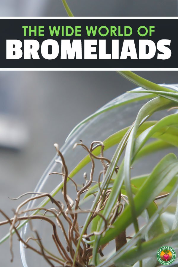 Do you love tropical, humidity-loving plants with vibrant and stunning flowers? Then look no further than bromeliads and read this in-depth growing guide.