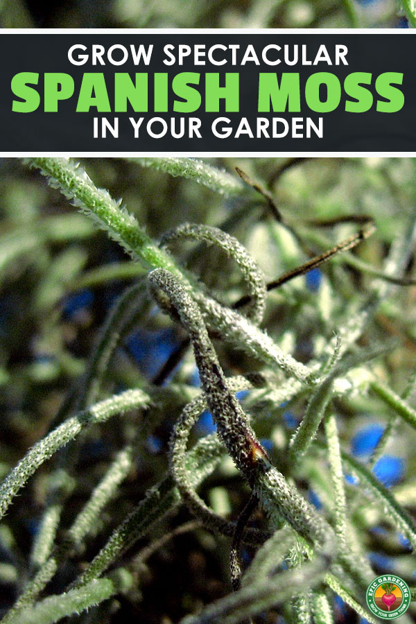 Everyone knows what Spanish moss is. It’s that stuff that gently sways in the breeze as it drapes over the branches of an old oak tree in the South, right?