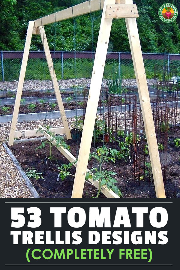 If you grow indeterminate tomatoes, these tomato trellis designs and ideas will make you head on out to the hardware store and get to building!
