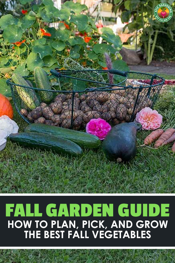 As summer winds down, don\'t think you\'re done gardening. Fall vegetables are delicious and easy to grow if you plan correctly. Learn how to start a fall garden.