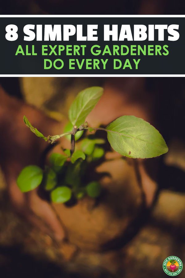 Gardening is about consistent action over time. Learn some of the daily tasks expert gardeners make sure to do so their harvests are epic .