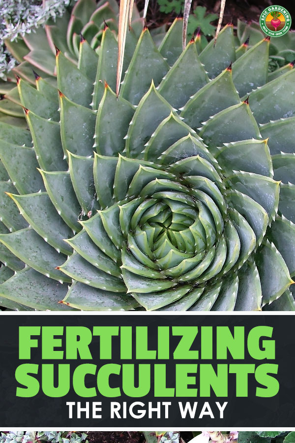 Succulents are all the rage now. But how do you take care of them? More importantly, how do you feed them? Read this for my succulent fertilizer tips.