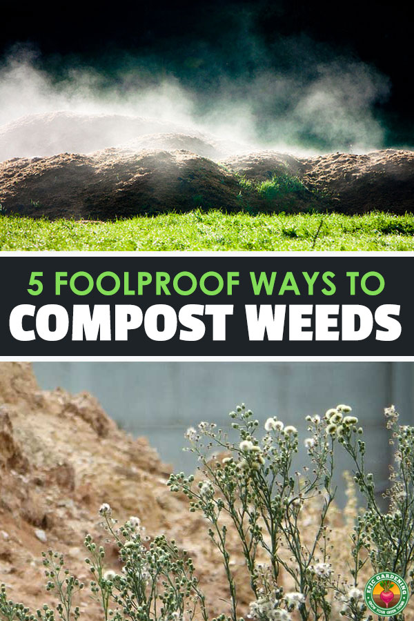 Composting weeds can make some gardeners nervous, thinking that they are going to end up spreading weeds all around their garden whenever they spread compost.