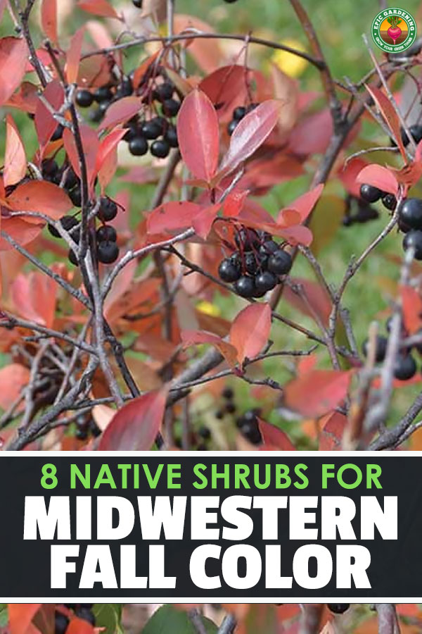 8 Must-Have Native Shrubs and Trees for Midwestern Fall Color