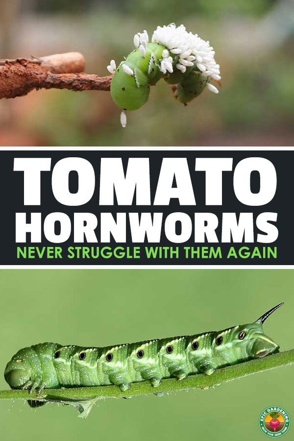 Anyone who\'s as much a fan of home-grown tomatoes as I am is terrified of this fat green tomato worm, and for good reason. Tomato hornworms can destroy tomato plants in rapid-fire fashion. But there\'s still hope! With some preparation and careful management, you can get rid of this garden pest and keep it from coming back.