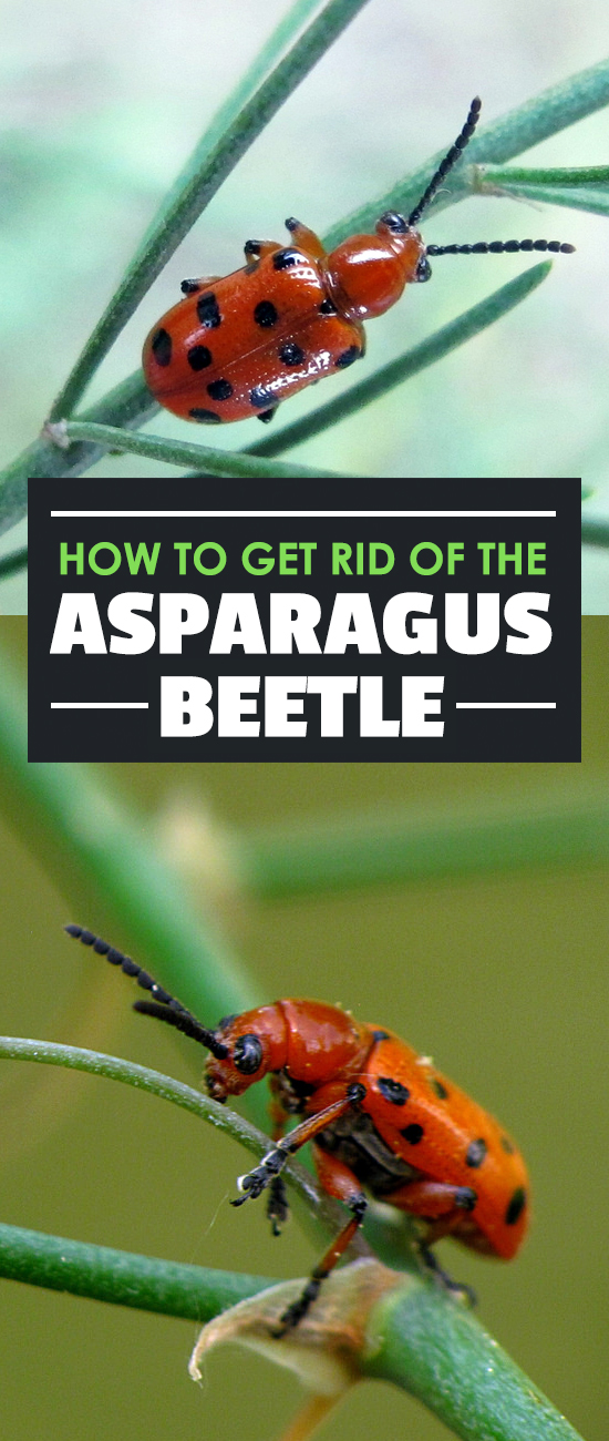 Asparagus takes a while to grow, so nothing is more frustrating than asparagus beetles destroying your precious crop. Get rid of them with these tips.