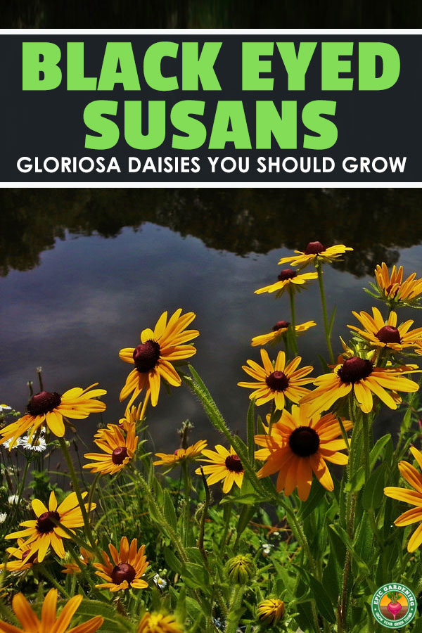 If you'd like to grow black eyed susan or other Rudbeckia species plants, our guide will show you exactly how to grow and troubleshoot them!