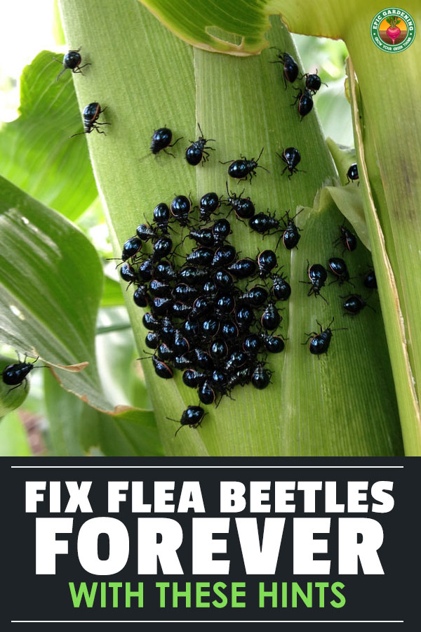 The flea beetle is a horrible plague in all gardens. Find out how to eliminate these pesky little beetles with this helpful guide!