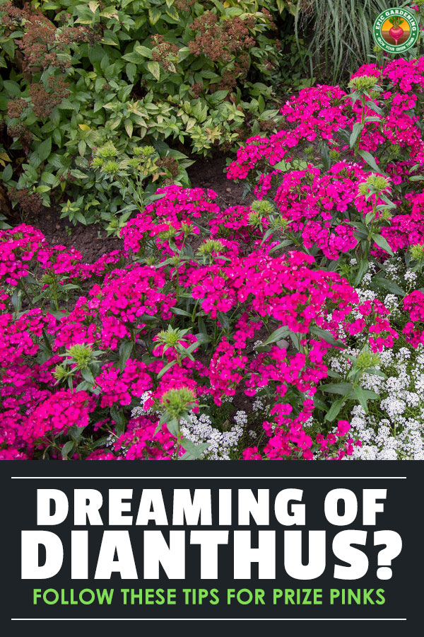 Carnations, sweet williams, pinks! You can learn to grow and care for all sorts of dianthus plants with our extensive growing guide.