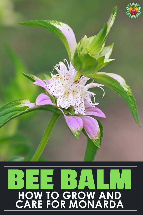 Growing bee balm is a great way to encourage pollinators in your garden. It's an easy to care for flower, so add it to your garden this spring!