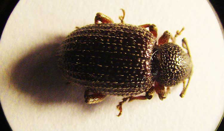 Epitrix fuscula or Eggplant flea beetle