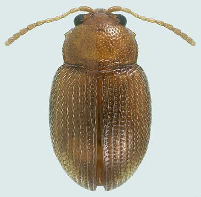Epitrix hirtipennis or Tobacco flea beetle