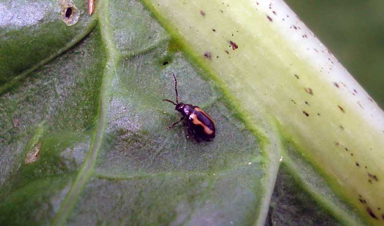 Phyllotreta striolata or Striped flea beetle