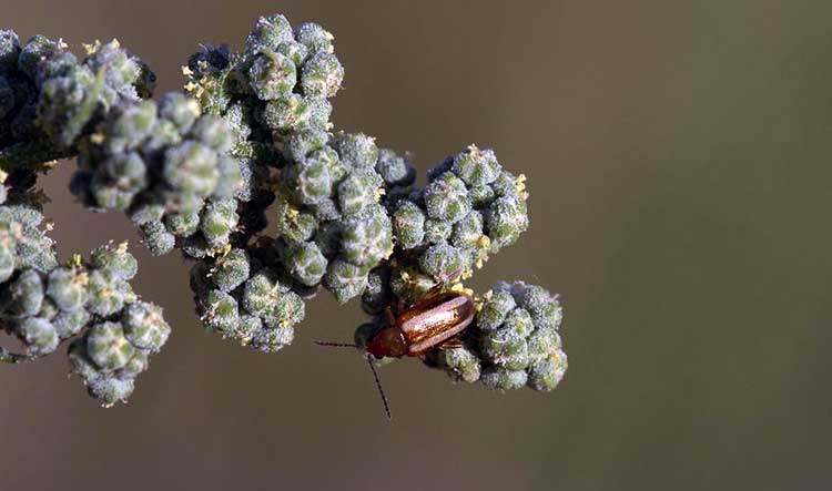 Systena blanda or Palestriped flea beetle
