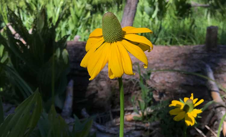 Rudbeckia Californica, California coneflower