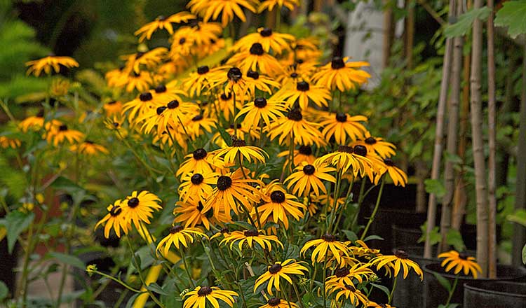 Rudbeckia fulgida Goldsturm, Goldsturm black eyed susan