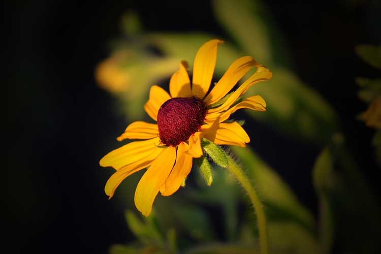 Rudbeckia hirta, black eyed susan