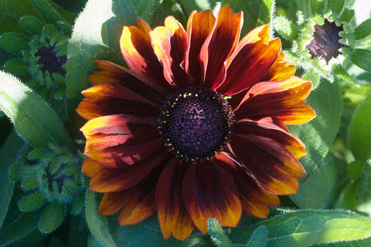 Rudbeckia hirta cultivar, a red-tinged black eyed susan