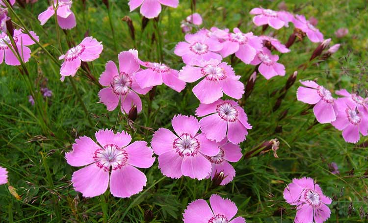Dianthus alpinus