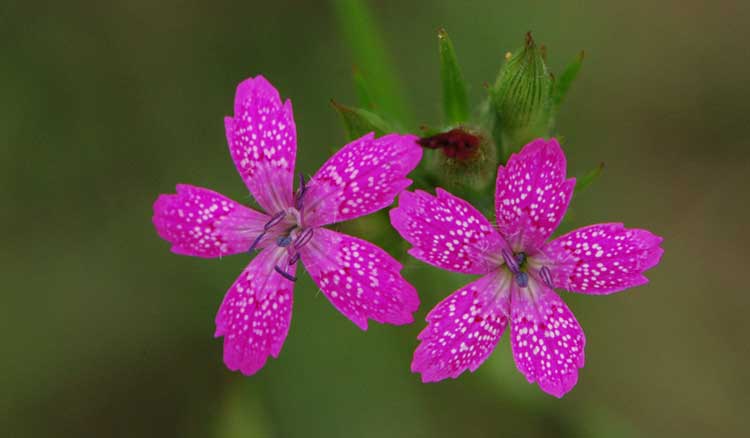 Dianthus armeria 'Deptford Pink'