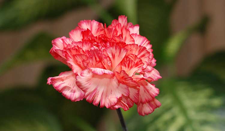 Dianthus caryophyllus