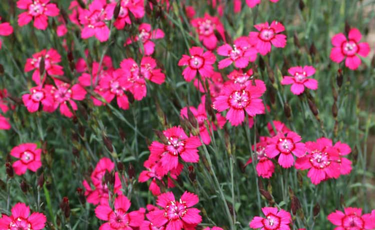 Dianthus deltoides 'Zing Rose'