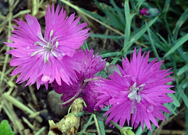 Dianthus gratianopolitanus