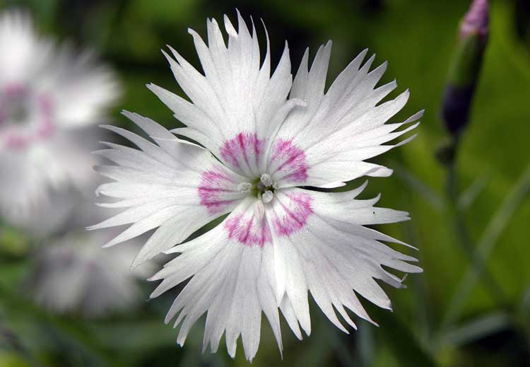 Dianthus plumarius
