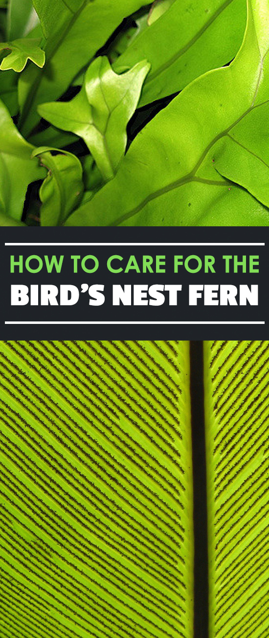 Do you love tropical plants? If so, you'll love the birds nest fern. Find out all about this rainforest delight in our growing guide!