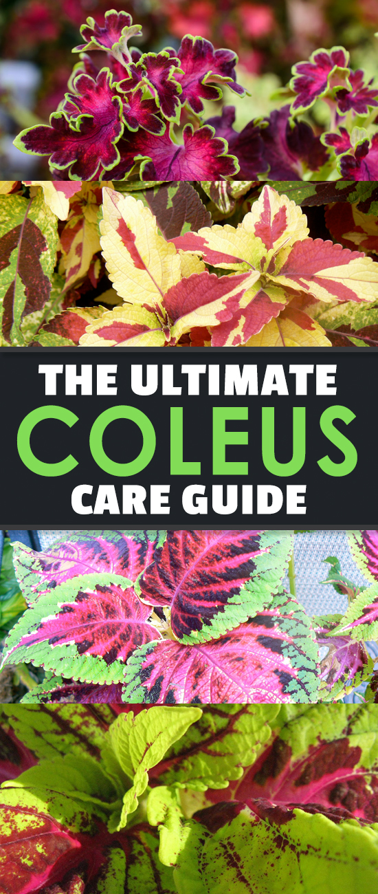 Coleus is an unusual tropical ornamental with stunning displays of color across its leaves. With our growing guide, you can easily grow this gorgeous plant!