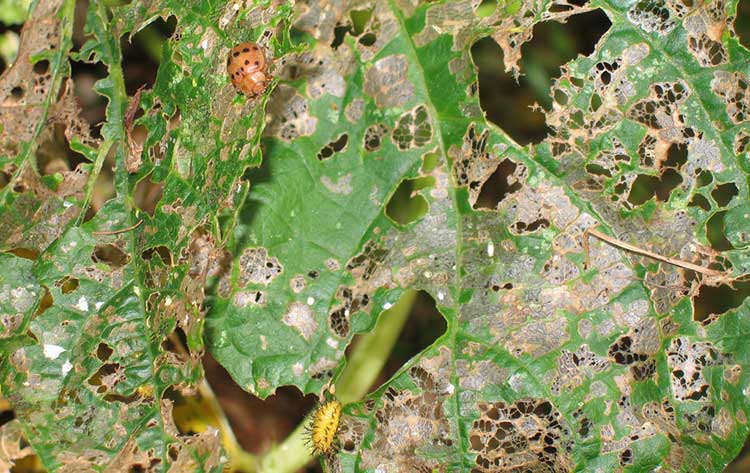 Mexican bean beetle damage