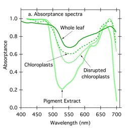 Leaf Absorption