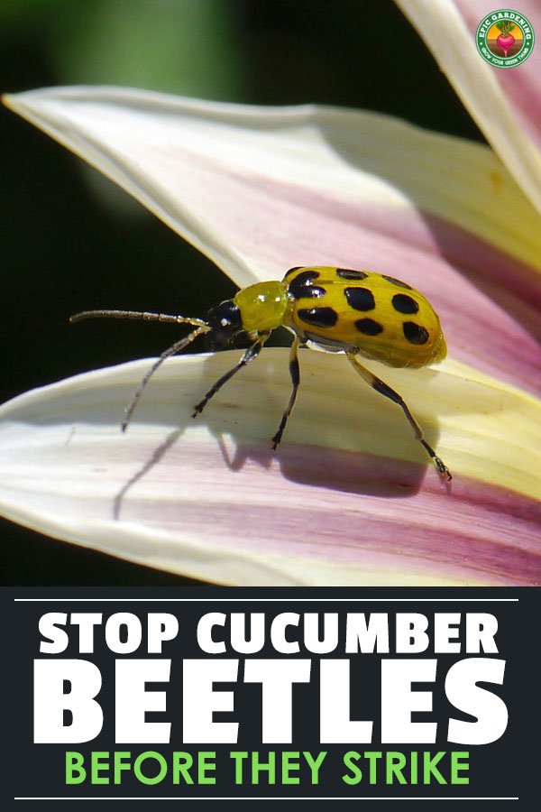 Do you have cucumber beetle problems? Find out how to destroy these major agricultural pests with our handy prevention guide!