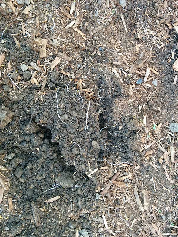 Finished bokashi showing sprouted seeds
