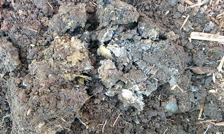 Last uncomposted remains of bokashi