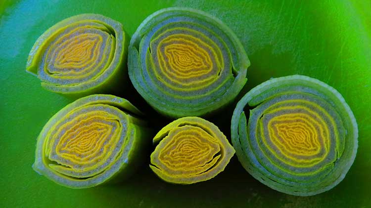 Cross cut of leeks
